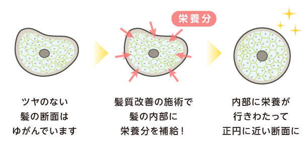 ツヤのない髪の断面