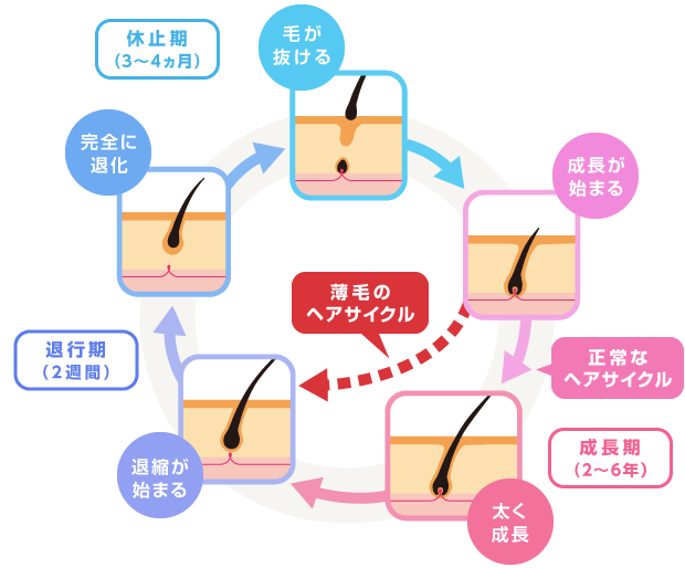 毛周期
