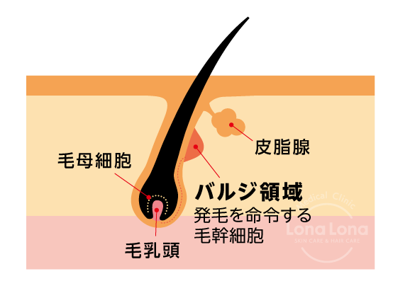 毛根の断面図